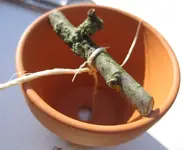 Ohrenkneifertopf.webp