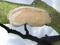 pilz-am-pfirsischbaum.webp
