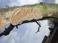pilz-am-pfirsischbaum-2.webp