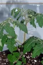 DSCF2887.webp