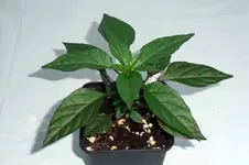 DSCF2891.webp