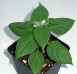 DSCF2897.webp