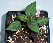 DSCF2899.webp
