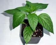 DSCF2905.webp