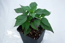 DSCF2895.webp