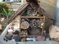 insect-inn.webp