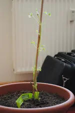 DSC_1211.jpg