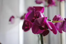 DSC_1224.webp