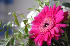 DSC_1218.webp