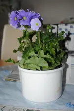 DSC_1223.webp