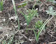 zwiebelpflanze.webp