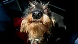 Panne (3).webp