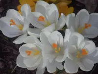 PICT0422.webp