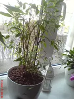 DSC00364.webp