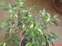 DSC00362.webp