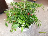 SAM_0287.webp