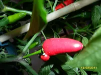 SAM_0288.webp
