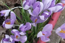 Garten 014.webp