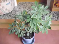 DSCI0489.webp