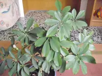 DSCI0490.webp