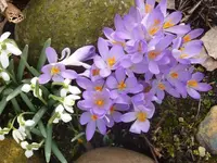 P1070150.webp