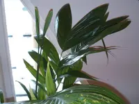 FILE0008.webp