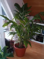 panama.webp