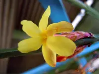 010Blüten.webp