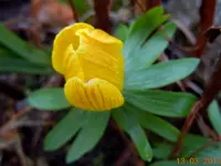 011Blüten.webp