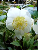 012Blüten.webp