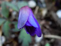 013Blüten.webp