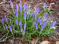 014Blüten.webp