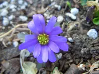 015Blüten.webp