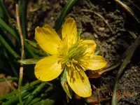 016Blüten.webp