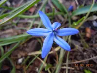 017Blüten.webp