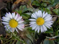 018Blüten.webp