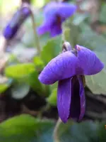 019Blüten.webp