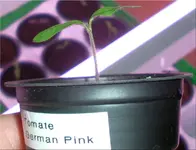 tomato_german_pink.webp