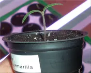 tomato_cereza_amarilla.webp