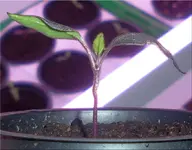 pepper_czech_black.webp
