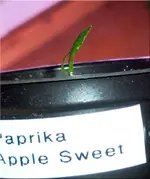pepper_apple_sweet.webp
