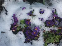 Цветы  в  снегу. 004.webp