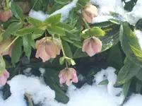 Цветы  в  снегу. 012.webp