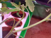 tomato_michael_pollan.webp