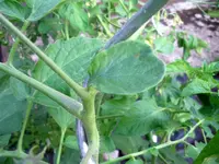 tomato_ei_von_phuket.webp