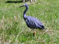 Copy of IMG_1717v.webp