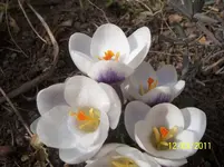 100_2740.webp