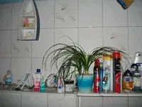 pflanze.webp