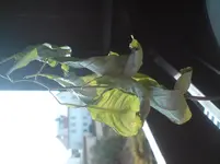 DSC00274.webp