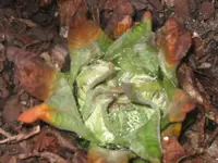 154_5465.webp